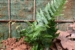 Close Up Fern Planting