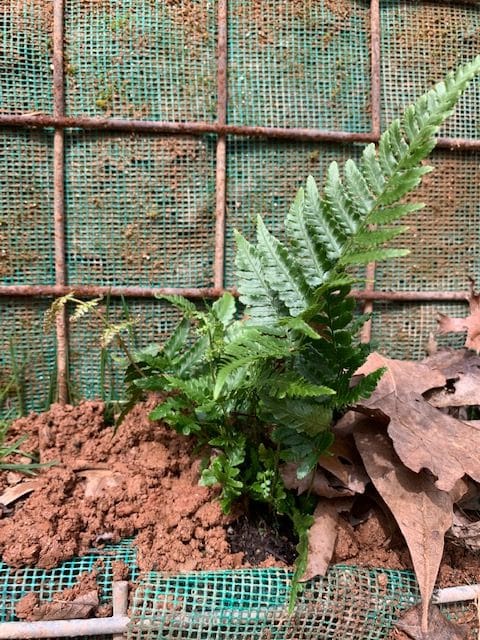 Close Up Fern Planting