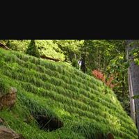 Fully Grown Grass