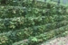 Living Wall 1