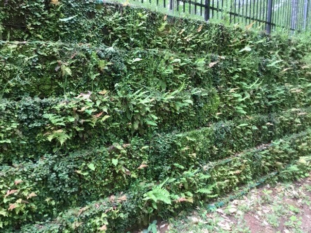 Living Wall 1
