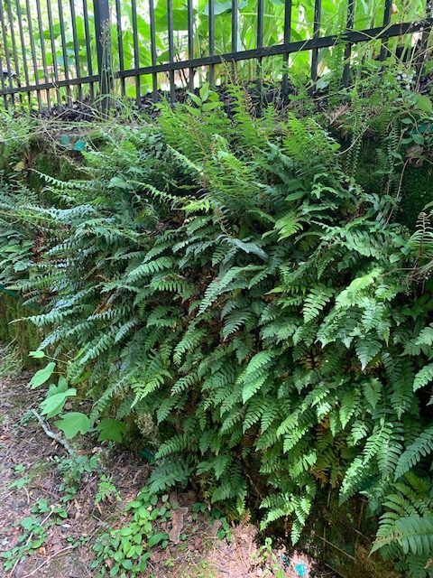 Add to Living Walls 1