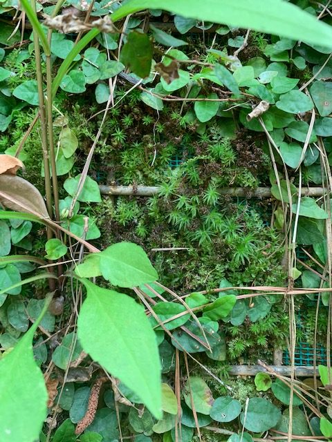 Add to Living Walls 5